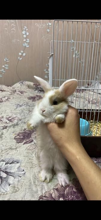 продам декоративного кролика