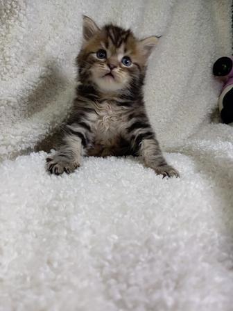 Шотландский котик