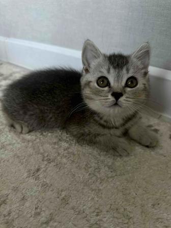 Котенок Британская шиншилла