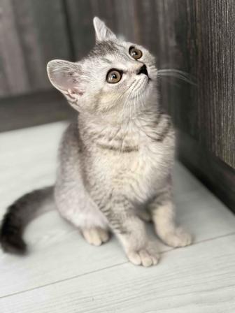 Котенок Британская шиншилла