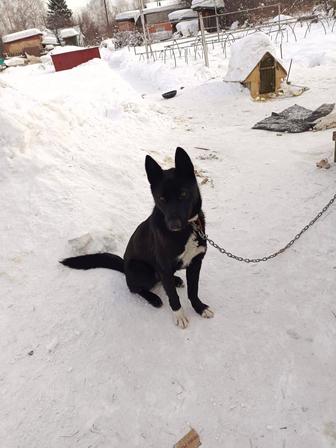 Отдам щенка 11мес, помесь овчарки