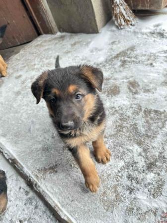 Продаем щенков немецкой овчарки