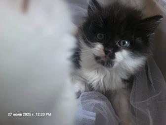 Отдам хорошие руки котенка