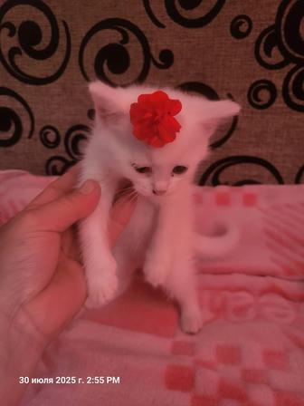 Продам хорошие руки котенка