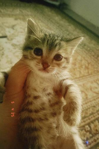 Кошка