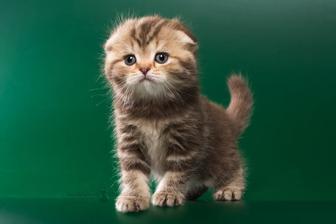 Шотландская вислоухая скоттиш фолд