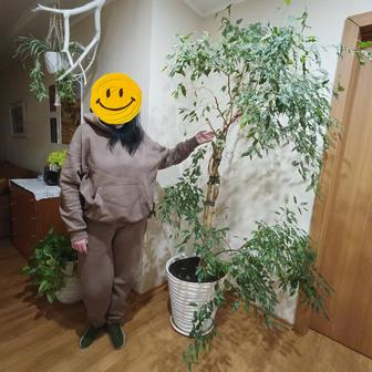 Фикус Бенджамина