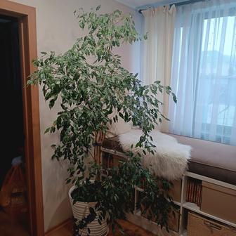 Фикус Бенджамина