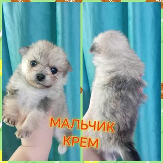 Шикарные щенята померанского шпица.Разного окраса. Забирать 20 марта. Бронь