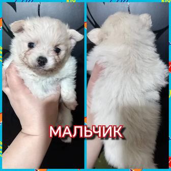 Шикарные щенята померанского шпица.Разного окраса. Забирать 20 марта. Бронь