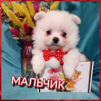Шикарные щенята померанского шпица.Разного окраса. Забирать 20 марта. Бронь