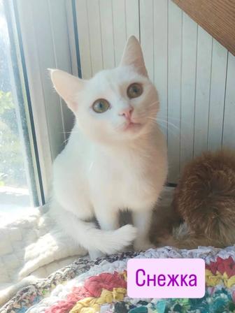 Кошка Снежка