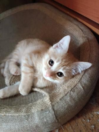 В самые ответственные руки котенок