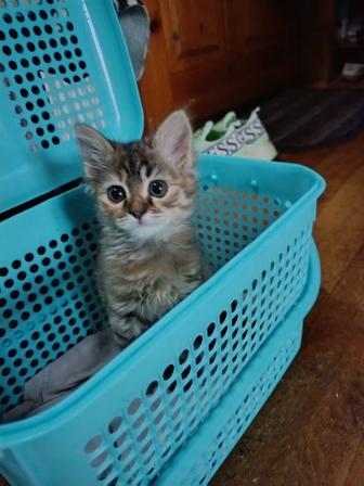 В самые ответственные руки котенок