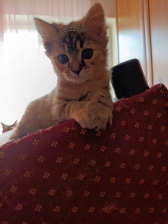 В самые ответственные руки котенок