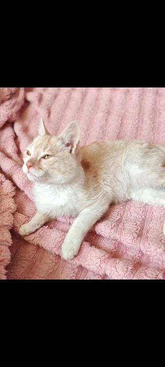 В самые ответственные руки котенок