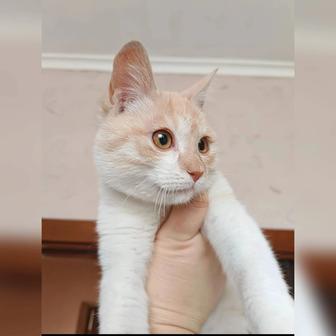 В самые ответственные руки котенок