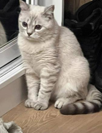 отдаем кота в хорошие руки порода шотландская прямоухая 10 мес