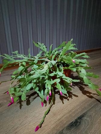 Комнатные цветы