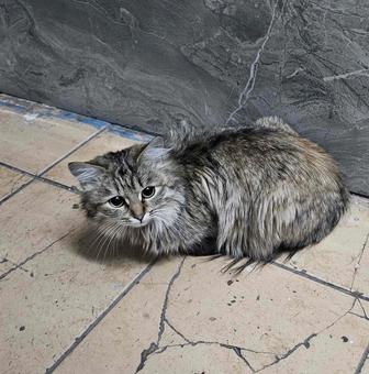 Помогите пожалуйста пристроить кошечку