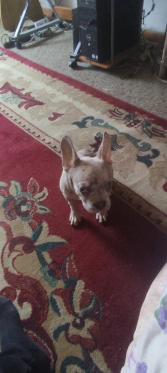 Бульдог Французский