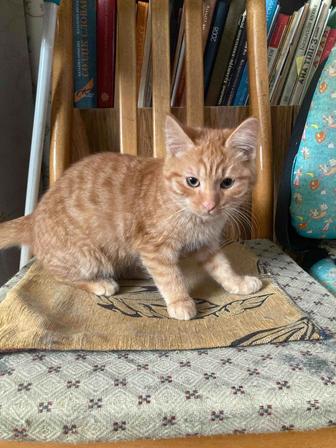 Отдам котенка в добрые руки