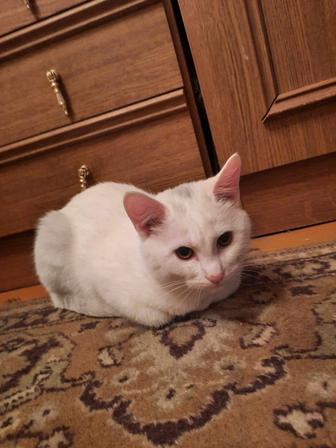 Отдам котенка 4 месяца в добрые руки