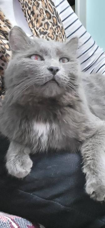 Котик цвет графита