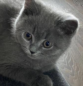 Котенок скоттиш страйт