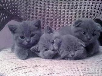 Котенок скоттиш fold вислоухий