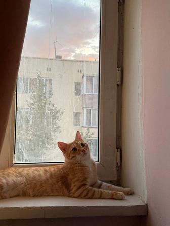 Красивый рыжий кот