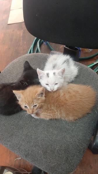 Отдам котят даром