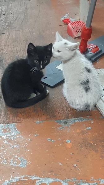 Отдам котят даром