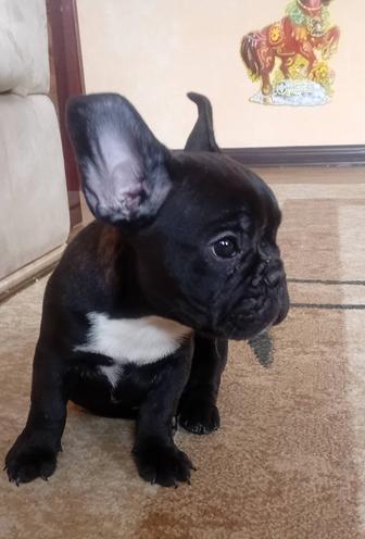 Продам французского бульдога