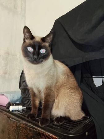 Сиамский кот