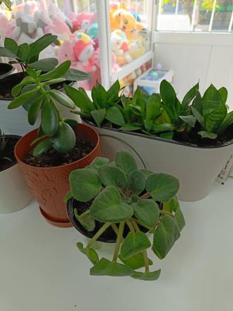 Срочно продам комнатые цветы