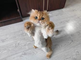 Британская золотая шиншилла