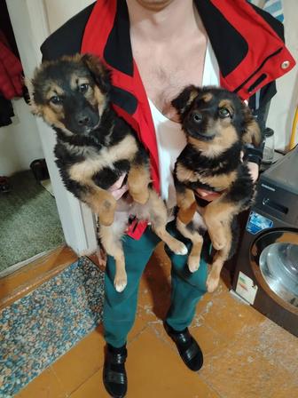 Отдам щенков в добрые руки девочки 4 месяца