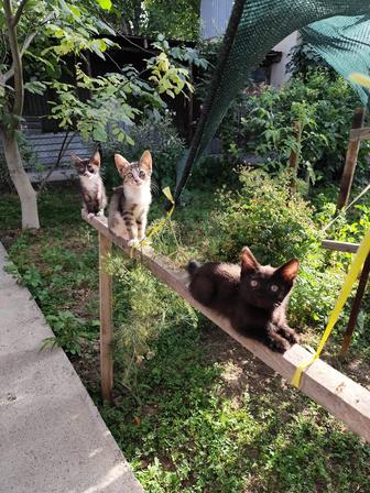 Котята