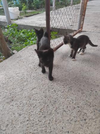 Котята