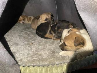 Собаки. Отдам в добрые руки