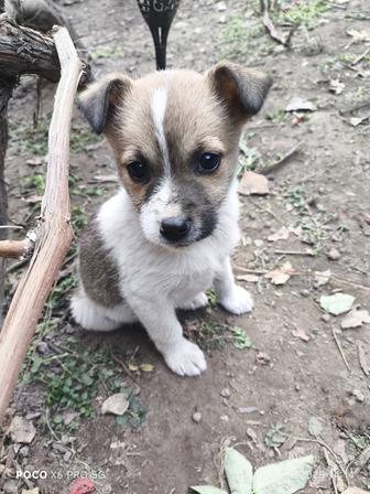 Собаки. Отдам в добрые руки