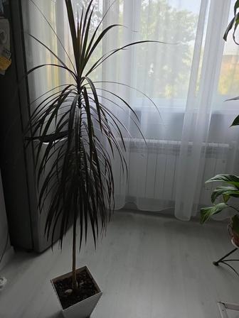 Комнатные цветы Драцена пальма