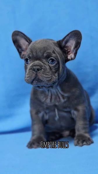Продаются роскошные щенки французского бульдога в лиловом и кремовом окрасе