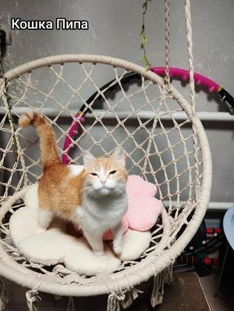 Отдам кошечку в добрые руки