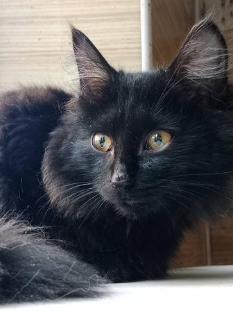 Котята в поисках дома