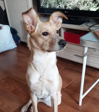 Собака девочка 10 месяцев