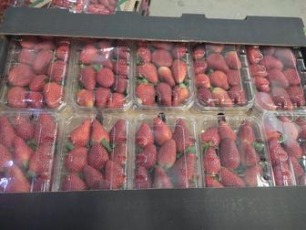 Египетские Клубники оптом