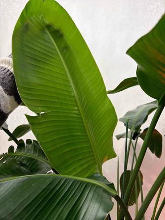 Стрелиция Николая, взрослое растение