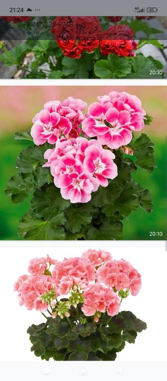 Комнатные растения, отростки и взрослые